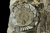 Polished Fossil Goniatite Cluster - Germany #125437-2